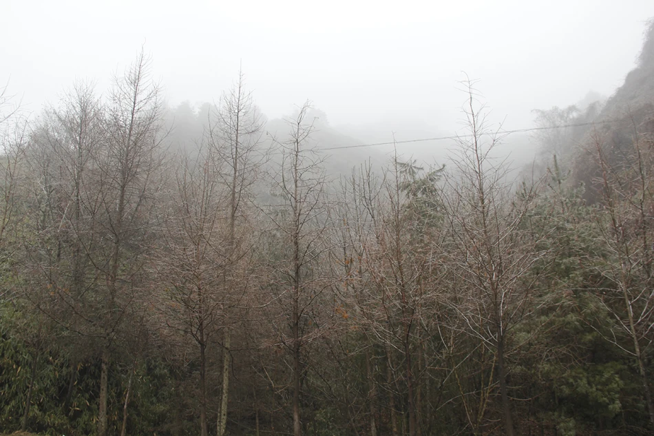 1427475223726372.jpg?x-oss-process=image/auto-orient,1/interlace,1/resize,m_lfit,w_826/quality,q_90